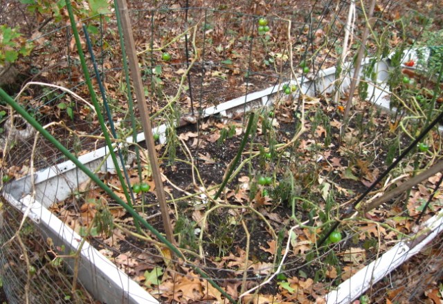 20111101 first frost 2