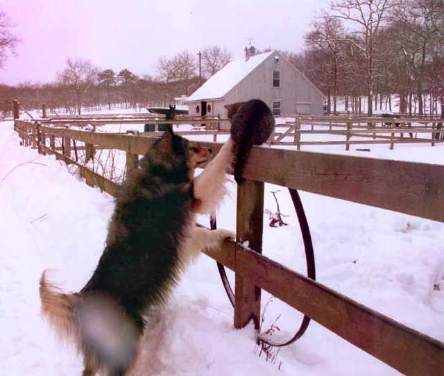 Cat on a cold fencepost