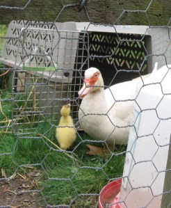 Mama and Little Ducky