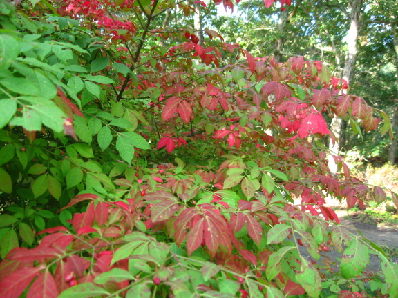 burning bush