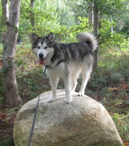 dog on rock