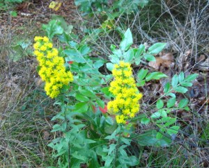 goldenrod