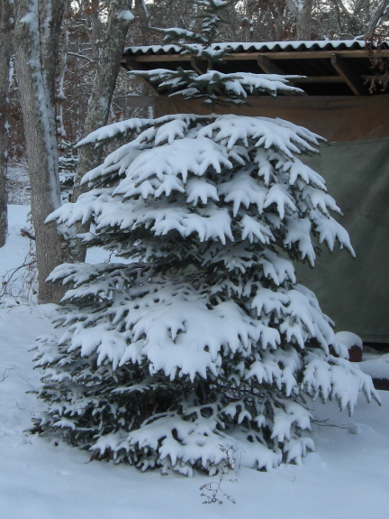 20130218 little tree