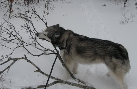 Trav wants to bring the branch along.