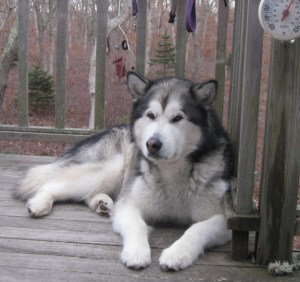 Travvy on deck, February 2013