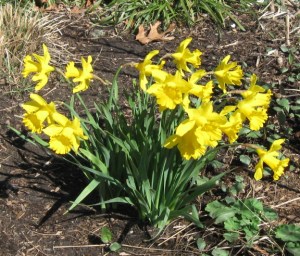 More daffies