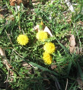 Dandelions are lagging behind the other yellows, or maybe the weedkillers have got 'em.