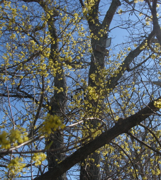 Under the budding forsythia at the WT PO. At least I think it's forsythia . . .