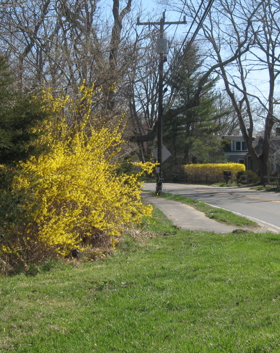 Almost full-blown forsythia, approaching North Tisbury on State Road