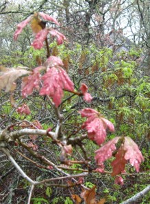 Fledgling scrub oak leaves are startlingly red.