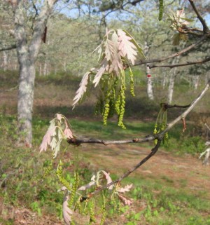 Pretty soon the oak pollen will be turning the cars yellow-green and making some of us sneeze.