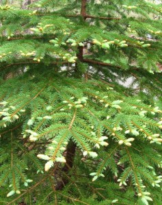 The pines are two-tone while they're putting out new growth.