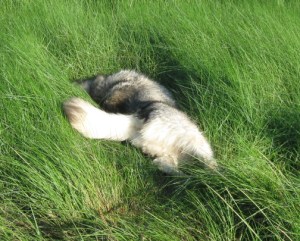 Travvy rolls in the long grass.