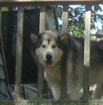 Travvy watches from the deck