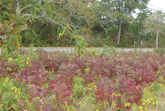 Old County Road in the background