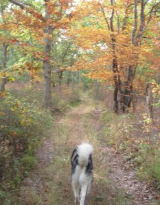 Fuzzy Butt and I head off down Pine Hill. "My name is not Fuzzy Butt!" he says.