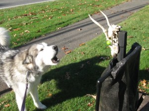 Trav tries to engage Tazcula in a duet, or a duel, or something.