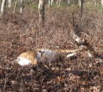 Dead deer in the woods