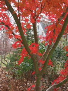 20131117 maple branches