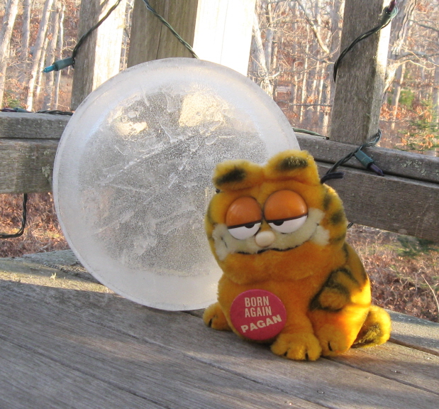 A Wise Cat comes to see what's up