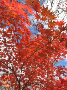 maple leaves 2