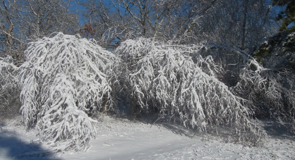 20140216 bending trees