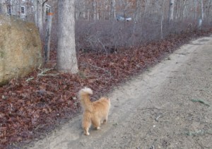 20140224 cricket walks