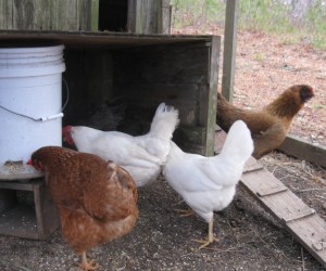 Hens having breakfast