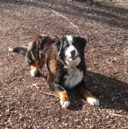 Star the Bernese mountain dog