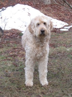 T-beau the labradoodle