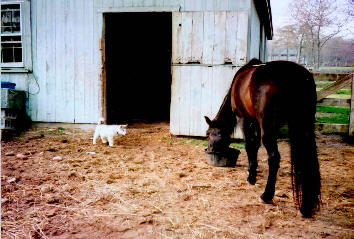 As a puppy Trav spent a lot of time at the barn. Here he is with big sister Allie at Malabar Farm.