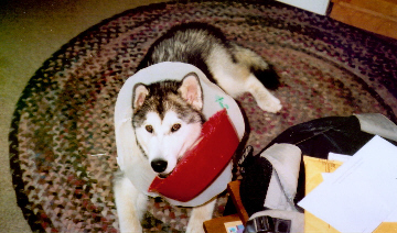 Trav was a conehead after he got neutered at seven months. He thought flipping his food dish into the cone was a good game.