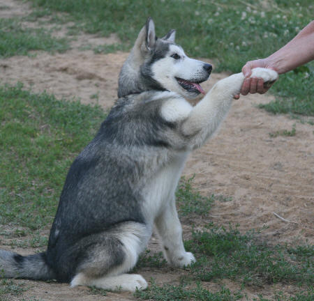 Shaking paws, July 2008.