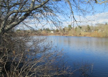 The Mill Pond, April 2014
