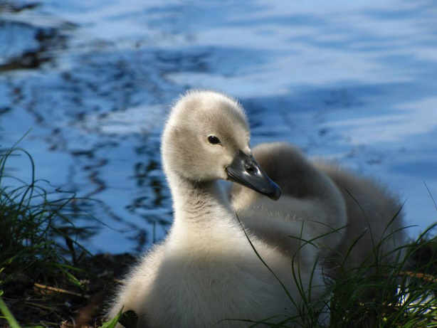cygnet face