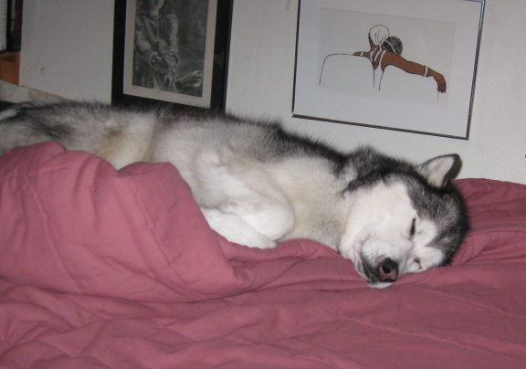 Travvy doesn't have a chair, but he likes my bed.