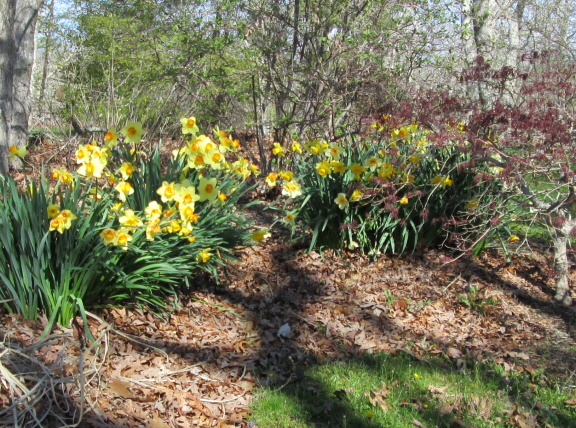 daffodils