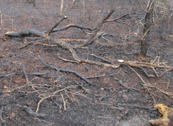 scorched branches
