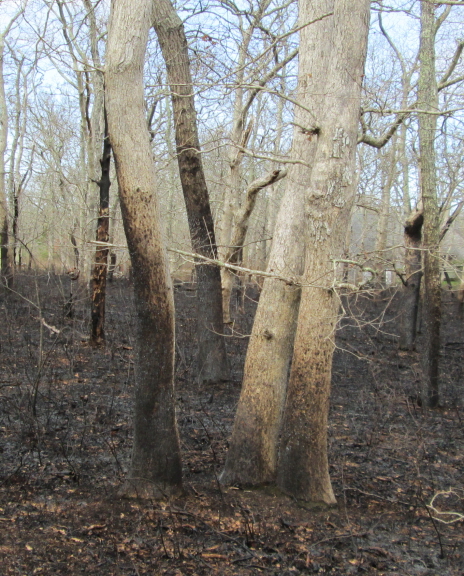 scorched trees
