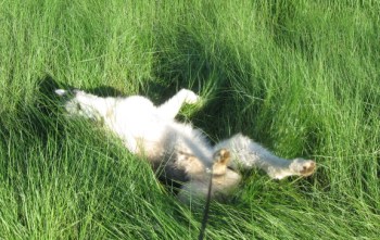 Rolling in the grass is fun, and cool. Watch out for ticks.