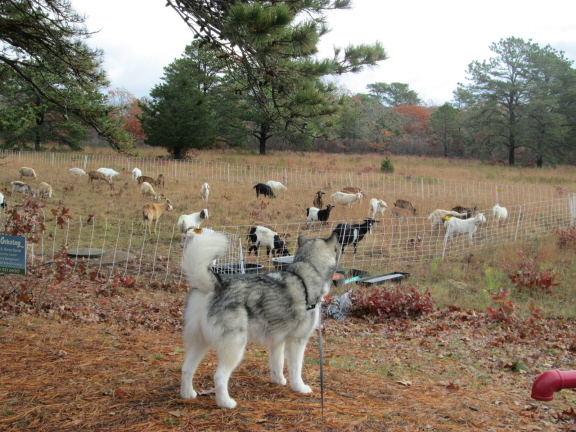 Travvy checks out the neighbors.