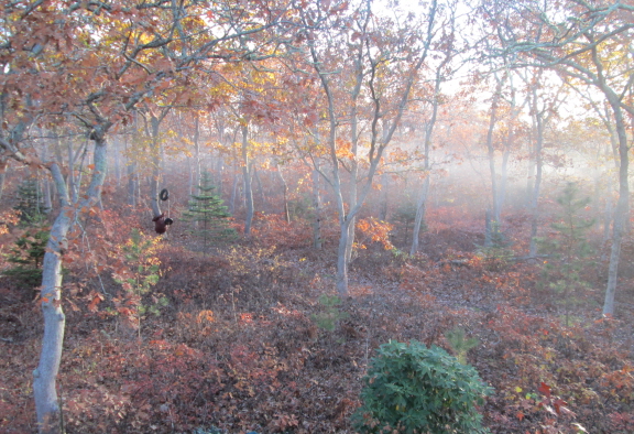 20141111 misty morning