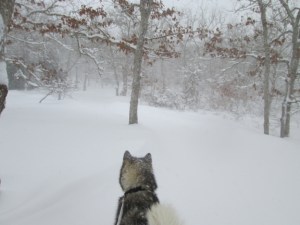 This is as close as Travvy will ever get to racing across the tundra.