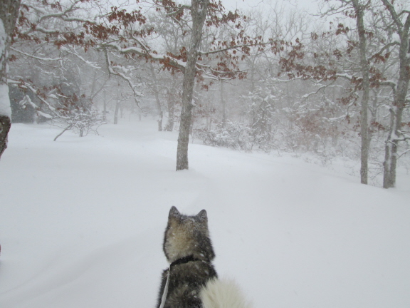 Trav wonders where Halcyon Way went.