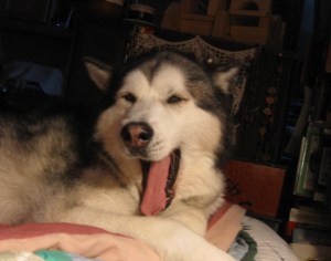 What I often see first thing in the morning