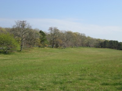 Oaks leafing out along Old County Road, May 17, 2015