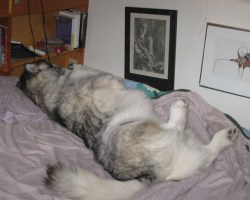 In case anyone's wondering why all my clothes are garnished with fur . . .