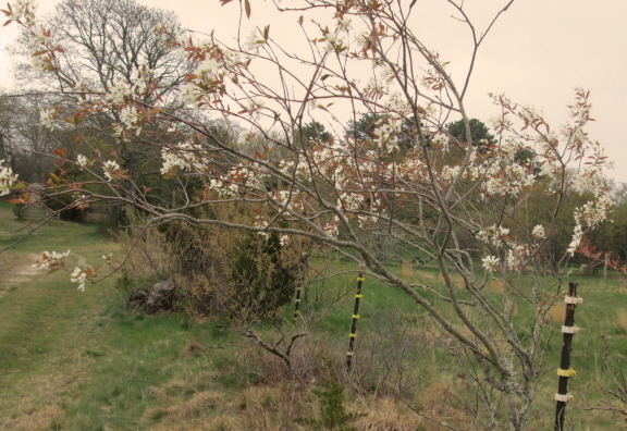 Off Old Courthouse Road, May 2015