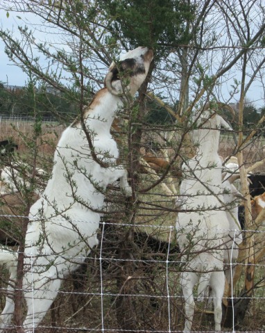 20161117-goats-eat-trees