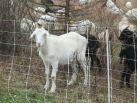 20161117-white-goat